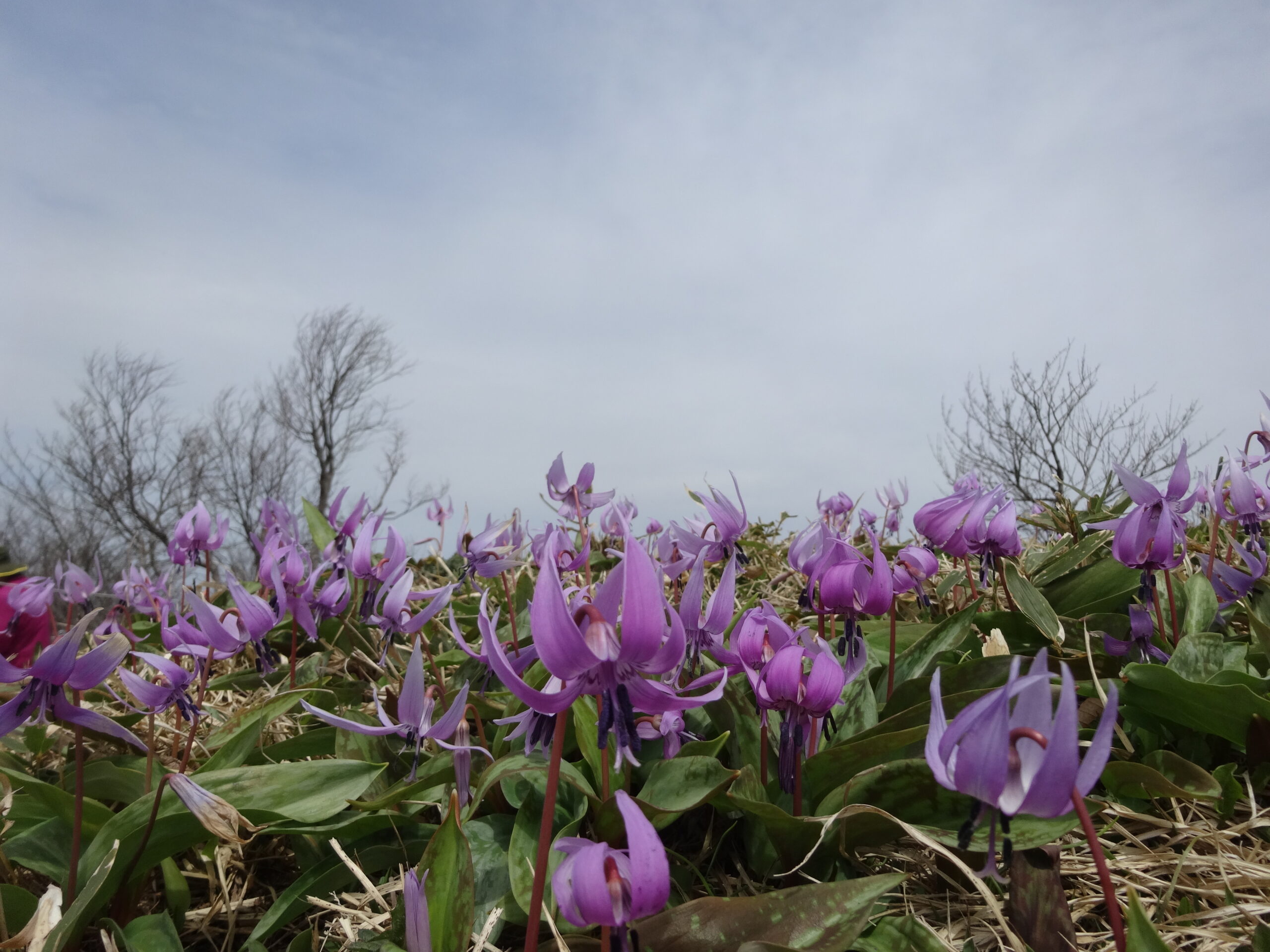 船通山　カタクリの花